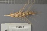 Click for 1 image(s) for this accession. Spike